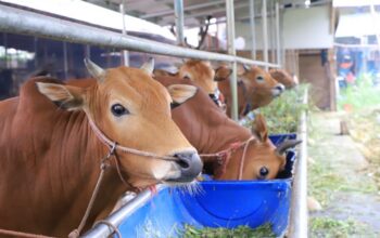 52123jangan asal potong berikut ketentuan menyembelih hewan kurban sesuai syariatnya 52123