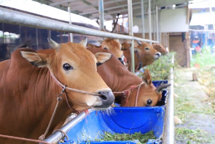 52123jangan asal potong berikut ketentuan menyembelih hewan kurban sesuai syariatnya 52123
