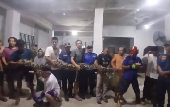 Ular Piton Sepanjang 8 Meter Dievakuasi Damkar Ciledug dari Gudang Warga Cipadu
