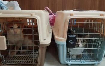 156 Kucing Disteril Gratis, DKP3 Depok Wujudkan Komitmen Kesejahteraan Hewan
