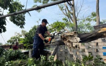 Waspada Angin Kencang, BPBD Kota Tangerang Ingatkan Bahaya Pohon Tumbang