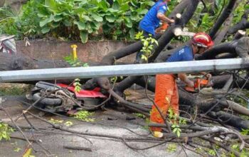 Tertimpa Pohon Tumbang, Warga Bisa Klaim Hingga Rp50 Juta