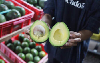 Dari Kekecewaan Jadi Peluang, Arief Budiman Bangun Avocado ID dengan Standar Alpukat Premium